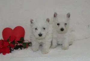 Zdjęcie №3. Hodowla THERY z BELLANCOURT WEST HIGHLAND WHITE TERRIER. Francja