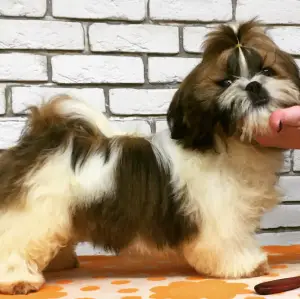 Zdjęcie №4. Sprzedam shih tzu w Gomel. od żłobka - cena - Negocjowane