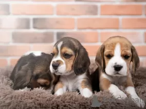 Zdjęcie №3. Zdrowe, urocze szczenięta beagle są już dostępne. Niemcy