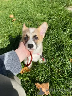 Dodatkowe zdjęcia: Corgi Welpen