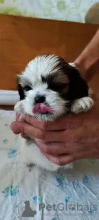 Dodatkowe zdjęcia: Sprzedam tsutsenya Shih Tzu