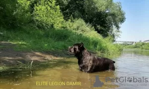 Dodatkowe zdjęcia: Chłopaki z Cane Corso