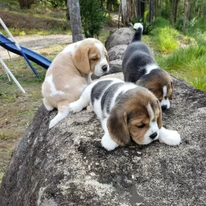 Dodatkowe zdjęcia: Sprzedam urocze szczenięta rasy beagle.