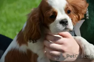 Zdjęcie №2 do zapowiedźy № 24582 na sprzedaż  cavalier king charles spaniel - wkupić się Polska hodowca