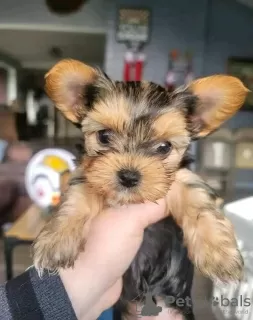 Zdjęcie №3. Dostępne szczenięta rasy Yorkshire Terrier. USA