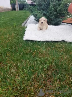 Dodatkowe zdjęcia: Labradoodle