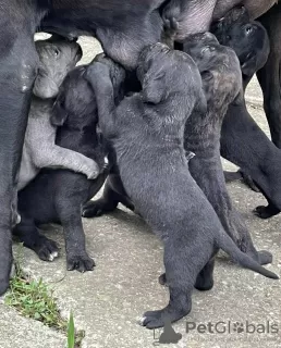 Zdjęcie №1. cane corso - na sprzedaż w Smederevska Palanka | negocjowane | Zapowiedź №53637