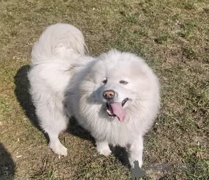 Dodatkowe zdjęcia: Samoyed suczki