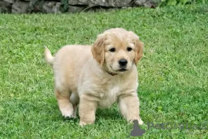 Zdjęcie №2 do zapowiedźy № 52247 na sprzedaż  golden retriever - wkupić się Szwajcaria hodowca