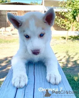 Dodatkowe zdjęcia: Szczenięta Siberian Husky