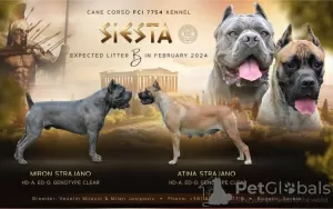 Dodatkowe zdjęcia: Cane Corso szczenięta