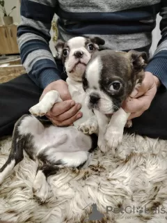 Dodatkowe zdjęcia: Szczenięta Boston Terrier