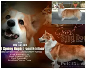 Dodatkowe zdjęcia: szczenięta welsh corgi pembroke