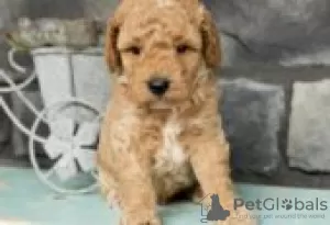 Zdjęcie №2 do zapowiedźy № 126258 na sprzedaż  labradoodle - wkupić się Niemcy prywatne ogłoszenie