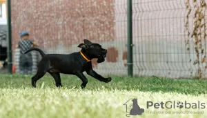 Dodatkowe zdjęcia: Angielski Stafforshire Bull Terrier