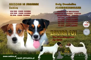 Zdjęcie №4. Sprzedam jack russell terrier w Paniówki. hodowca - cena - 6697zł