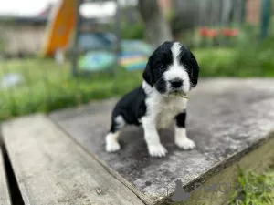 Zdjęcie №4. Sprzedam springer spaniel angielski w Námestovo. hodowca - cena - 5023zł