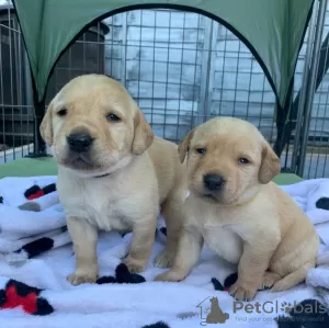 Zdjęcie №3. Sprzedam szczenięta Labrador Retriever. Federacja Rosyjska