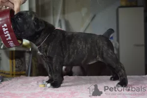 Dodatkowe zdjęcia: Do sprzedania cudowne szczenięta Cane Corso - pieski i dziewczynki.