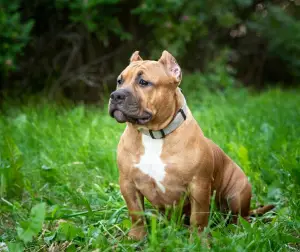 Zdjęcie №3. American Bullie ELLADIA GREAT STAR. Federacja Rosyjska