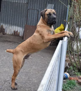 Dodatkowe zdjęcia: South African Boerboel, nastolatki.