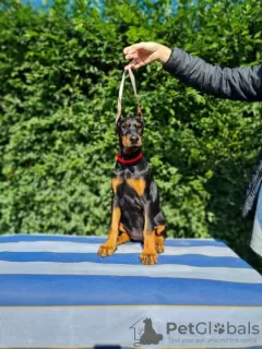 Dodatkowe zdjęcia: Doberman