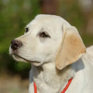 Dodatkowe zdjęcia: Szczenięta Labrador Retriever