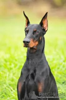 Zdjęcie №1. Usługi krycia - rasa: doberman. Cena - negocjowane