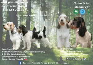 Dodatkowe zdjęcia: Szczenięta Grand Basset Griffon Vendeen