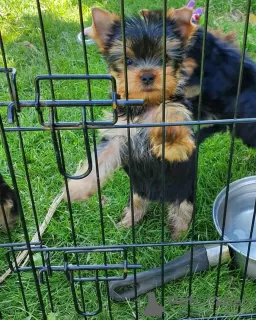 Zdjęcie №1. yorkshire terrier - na sprzedaż w Tula | 2459zł | Zapowiedź №10723