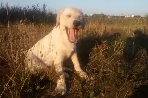 Zdjęcie №1. labrador retriever - na sprzedaż w Mogilow | Negocjowane | Zapowiedź №3126