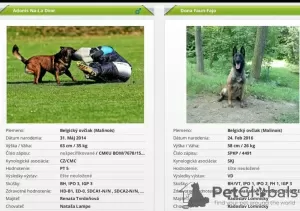 Zdjęcie №1. malinois - na sprzedaż w Bojnice | 2759zł | Zapowiedź №9459