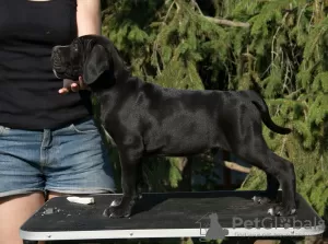 Dodatkowe zdjęcia: szczenięta cane corso