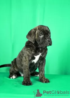 Zdjęcie №3. Szczenięta Cane Corso na sprzedaż. Serbia