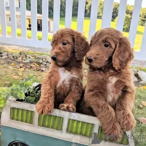 Zdjęcie №2 do zapowiedźy № 15561 na sprzedaż  golden retriever - wkupić się Arabia Saudyjska prywatne ogłoszenie