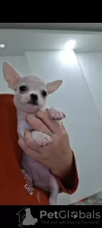 Dodatkowe zdjęcia: Mini Chihuahua