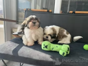 Zdjęcie №1. shih tzu - na sprzedaż w Dundee | negocjowane | Zapowiedź №27553