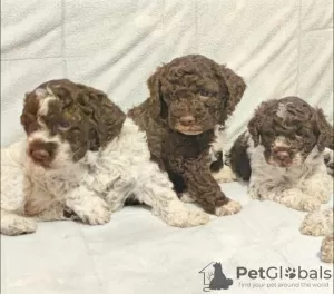 Dodatkowe zdjęcia: Szczeniaki Lagotto Romagnolo