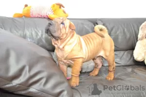 Dodatkowe zdjęcia: Brutalny szczeniak Shar Pei