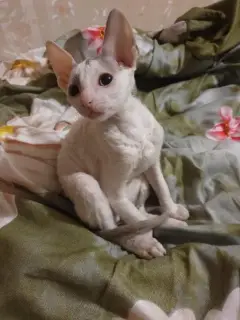 Zdjęcie №2 do zapowiedźy № 1315 na sprzedaż  kot cornish rex - wkupić się Federacja Rosyjska prywatne ogłoszenie