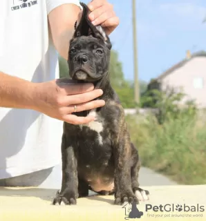 Zdjęcie №2 do zapowiedźy № 71633 na sprzedaż  cane corso - wkupić się Serbia hodowca