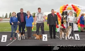 Dodatkowe zdjęcia: Sprzedam szczenięta rasy beagle.