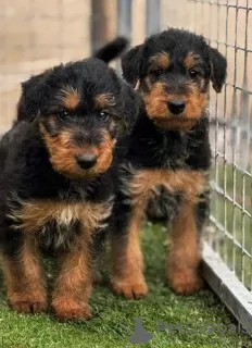 Zdjęcie №2 do zapowiedźy № 128871 na sprzedaż  airedale terrier - wkupić się Kanada hodowca