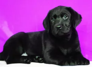 Zdjęcie №1. labrador retriever - na sprzedaż w Mińsk | Negocjowane | Zapowiedź №5123