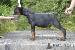 Zdjęcie №1. doberman - na sprzedaż w Witebsk | 4518zł | Zapowiedź №11389