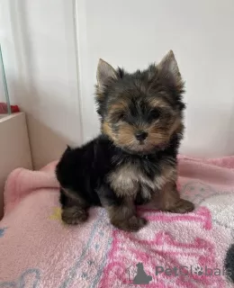 Zdjęcie №1. yorkshire terrier - na sprzedaż w Miskolc | negocjowane | Zapowiedź №110170