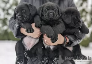 Zdjęcie №3. Elitarne szczenięta labradora. Białoruś