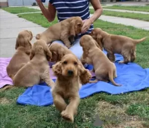 Zdjęcie №1. cocker spaniel angielski - na sprzedaż w Omerville | 1355zł | Zapowiedź №13102