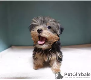 Zdjęcie №1. yorkshire terrier - na sprzedaż w Москва | 1232zł | Zapowiedź №8122