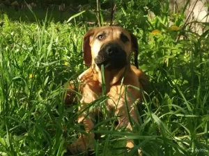 Zdjęcie №3. Boerboel z Afryki Południowej. Federacja Rosyjska